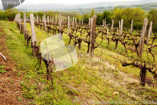 Image of Vineyard