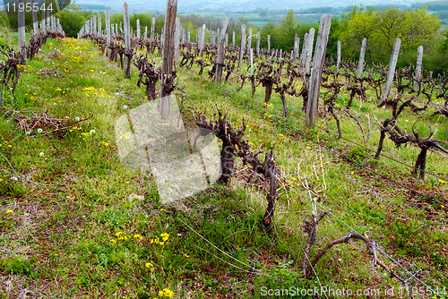 Image of Vineyard