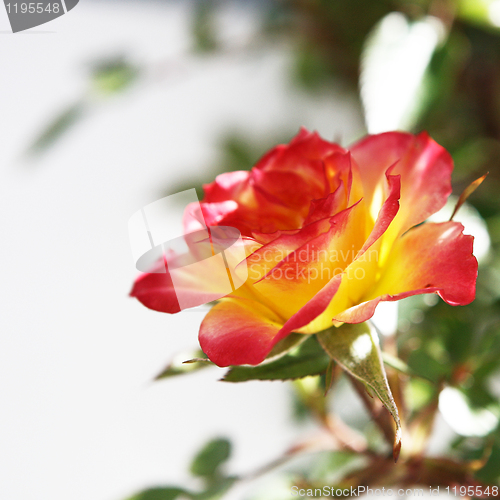 Image of Yellow and Pink Rose
