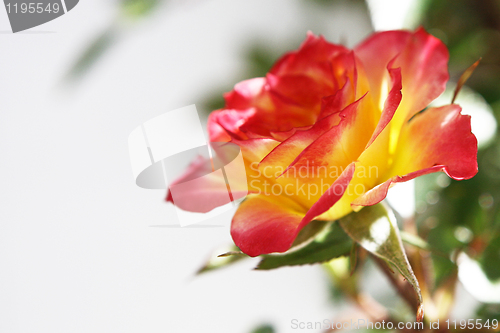 Image of Yellow and Pink Rose