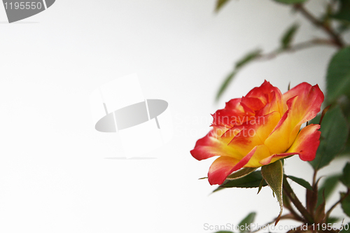 Image of Yellow and Pink Rose