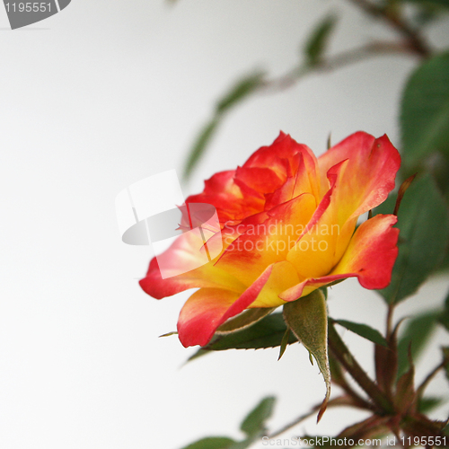 Image of Yellow and Pink Rose