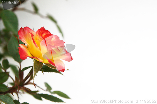 Image of Yellow and Pink Rose
