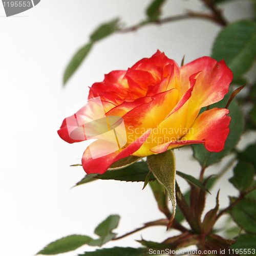 Image of Yellow and Pink Rose