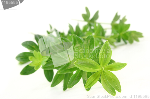 Image of sweet woodruff