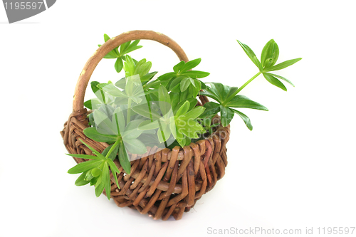 Image of sweet woodruff