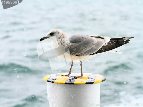 Image of Seagull