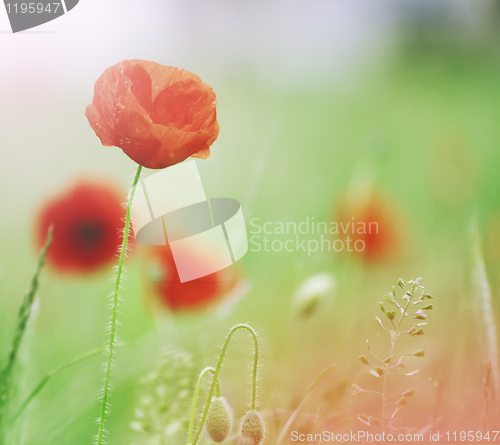 Image of wild poppies