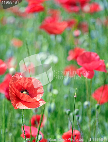 Image of wild poppies
