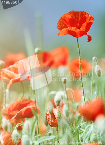 Image of wild poppies
