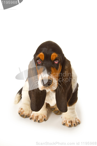 Image of Cute basset puppy
