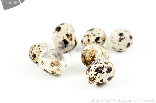 Image of Quail eggs