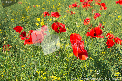 Image of Poppies and canola in a field