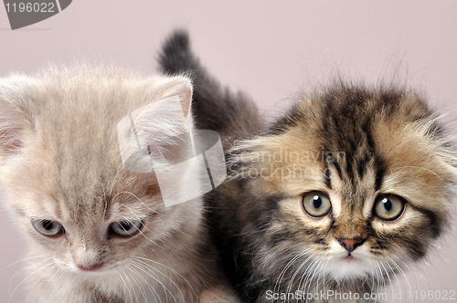 Image of British fold and straight ear breed  kittens