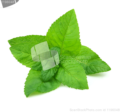 Image of Fresh mint