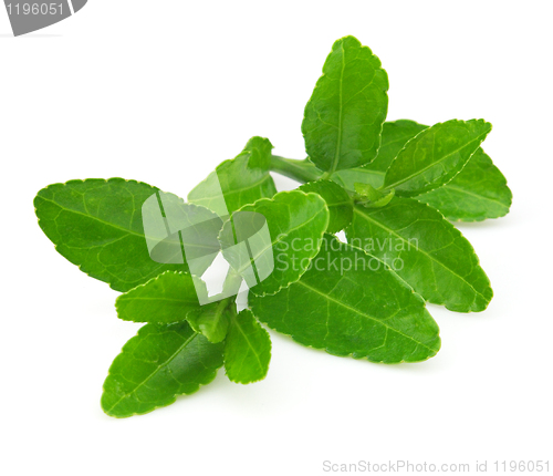 Image of Green tea