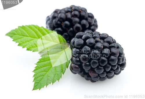 Image of Ripe blackberry