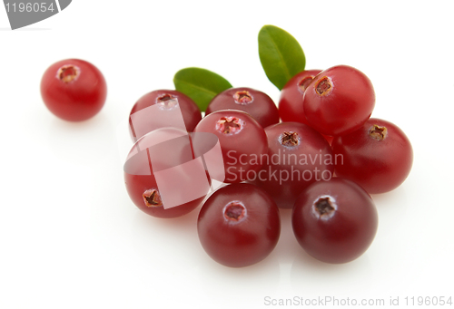 Image of Fresh cranberry