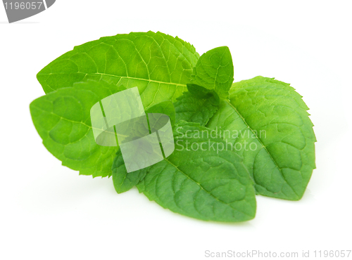 Image of Mint