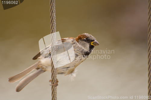 Image of Sparrow