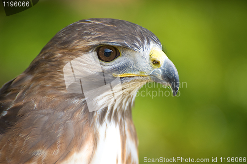 Image of Hawks head