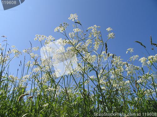 Image of Wild chervil.