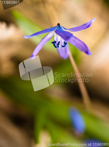 Image of Squill flower in spring: Macro with shallow DOF