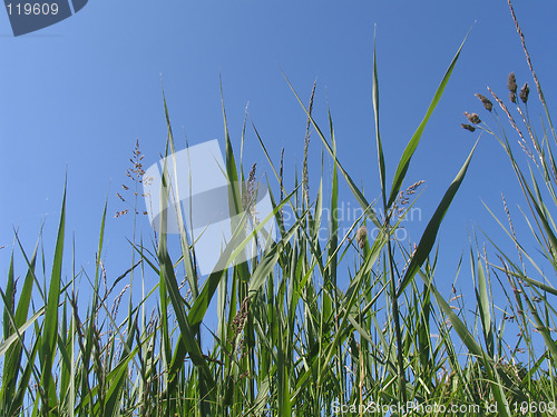 Image of Grass