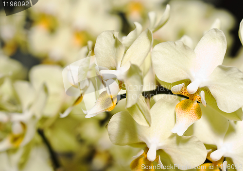 Image of Orchide flower in Keukenhof park