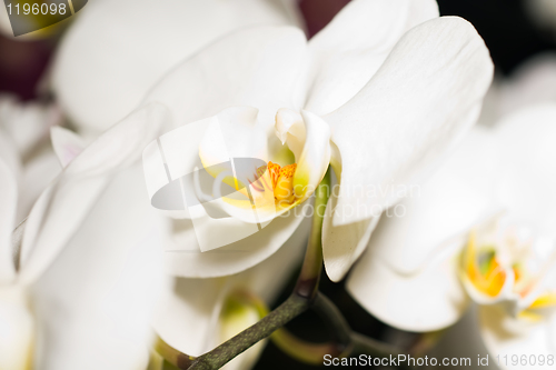 Image of Orchid flower in Keukenhof park