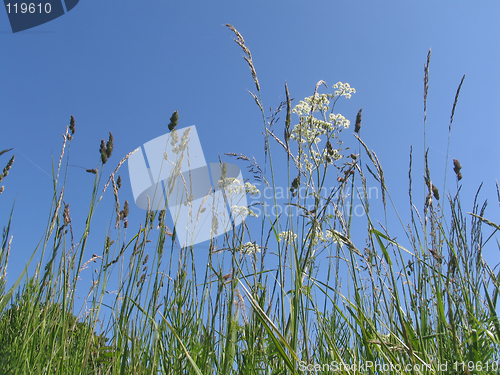 Image of Reeds and chervil