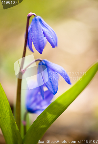 Image of Squill flowers in spring: Macro