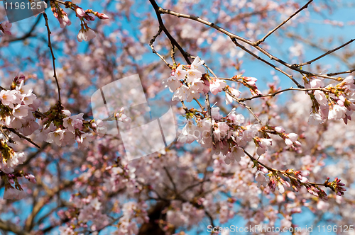 Image of Pink cherry blossom