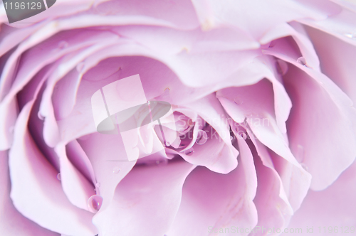 Image of Pastel shade roses