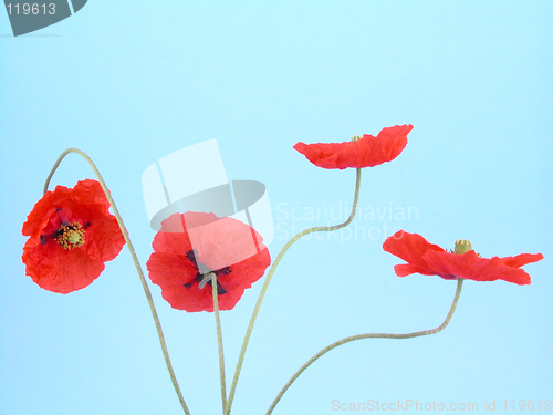 Image of arrangement of red poppies