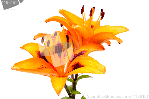Image of Orange lily flowers