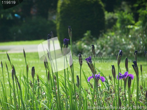 Image of Flowers