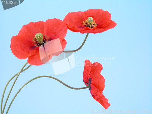 Image of arrangement of red poppies