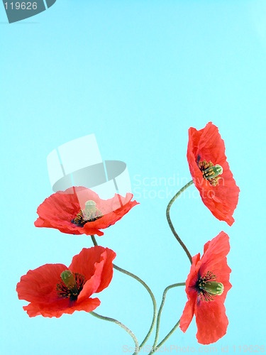 Image of arrangement of red poppies