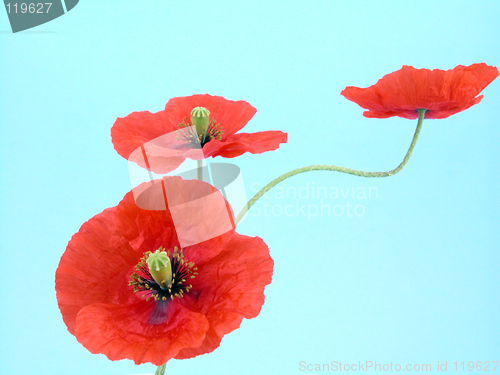 Image of arrangement of red poppies