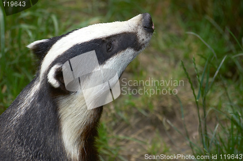 Image of Badger