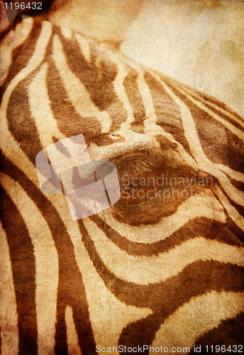 Image of African Zebra