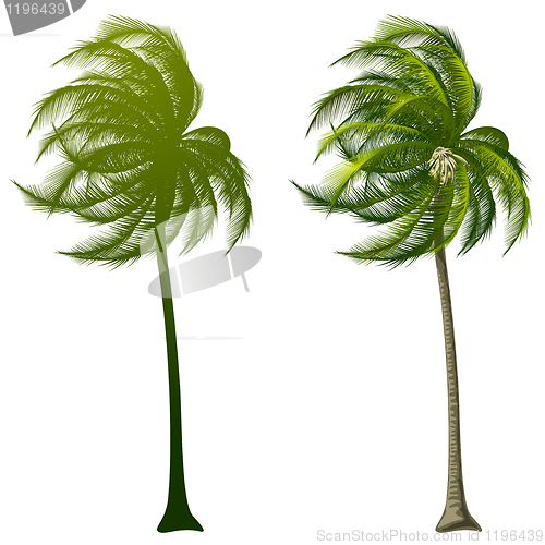 Image of Palm Tree