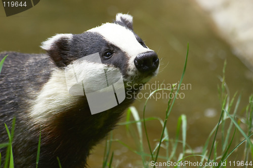 Image of Badger