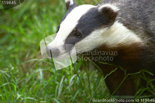Image of Badger