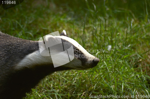 Image of Badger