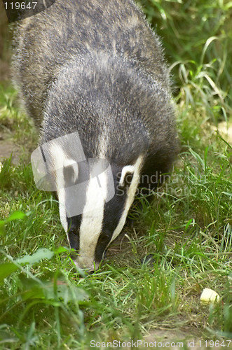 Image of Badger