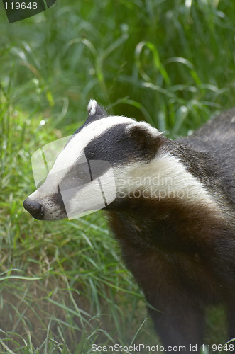 Image of Badger