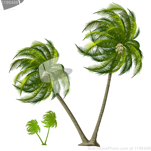 Image of Palm Tree