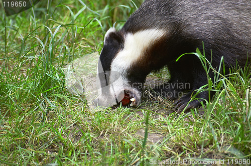 Image of Badger